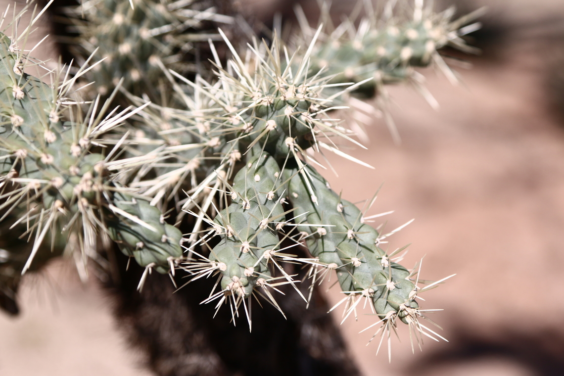 Cylindropuntia fulgida or Chain Fruit Cholla  Cylindropuntia fulgida,Geotagged,United States,Winter
