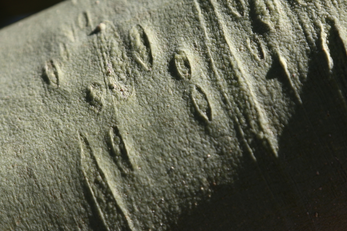 Parkinsonia florida or Blue Palo Verde tree bark The entire tree trunk and branches are green for photosynthesis. Blue palo verde,Geotagged,Parkinsonia florida,United States,Winter