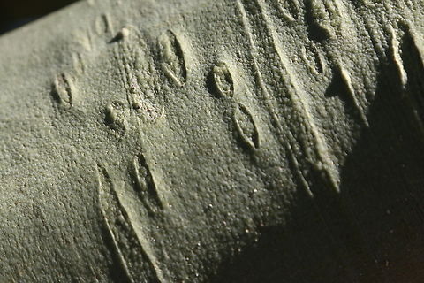 Parkinsonia florida or Blue Palo Verde tree bark The entire tree trunk and branches are green for photosynthesis. Blue palo verde,Geotagged,Parkinsonia florida,United States,Winter