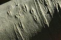 Parkinsonia florida or Blue Palo Verde tree bark The entire tree trunk and branches are green for photosynthesis. Blue palo verde,Geotagged,Parkinsonia florida,United States,Winter