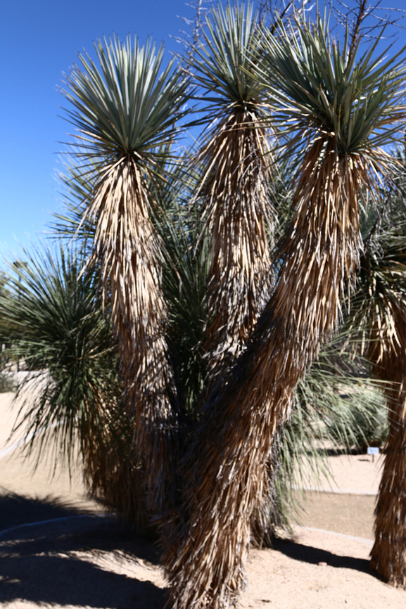 Yucca rigida or Blue Yucca  Geotagged,Rigid Blue Yucca,United States,Winter,Yucca rigida