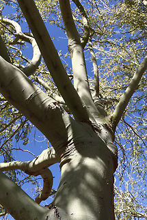 Parkinsonia florida or Blue Palo Verde Tree https://www.jungledragon.com/image/130787/parkinsonia_florida_or_palo_verde_tree_bark.html
All the limbs and trunk are green to increase photosynthesis. Blue palo verde,Geotagged,Parkinsonia florida,United States,Winter