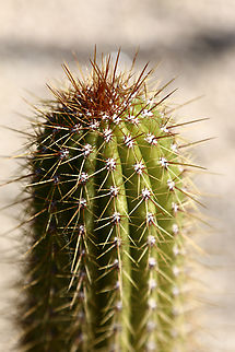 Trichocereus spachianus or Golden Torch Cactus  Echinopsis spachiana,Geotagged,United States,Winter