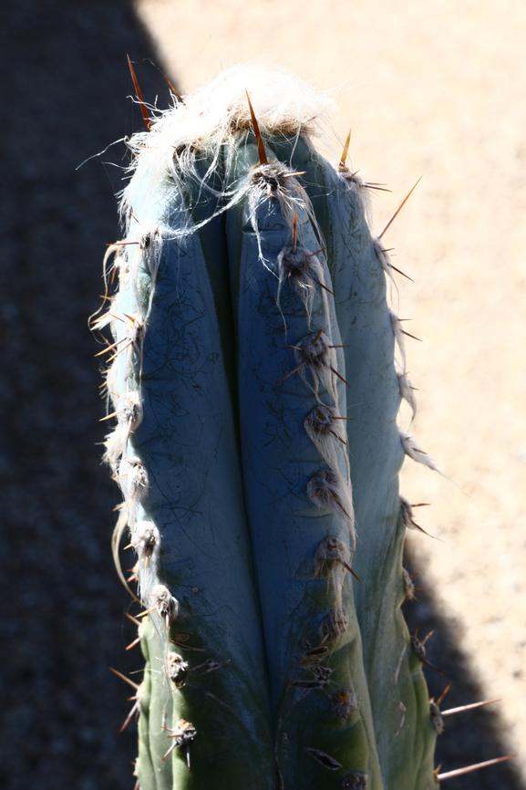 Pilosocereus azureus or Blue Torch Cactus  Geotagged,United States,Winter