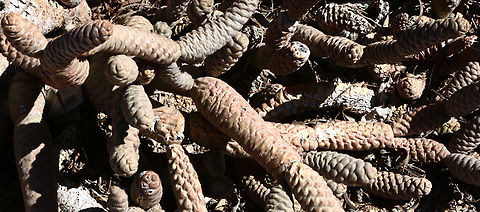Tephrocactus articulatus  formerly known as Opunta diademata or Pinecone Cactus  Geotagged,Tephrocactus articulatus,United States,Winter