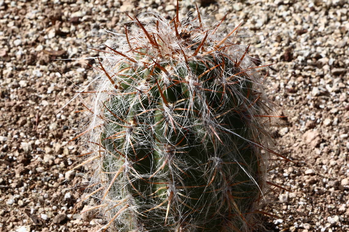 Oreocereus celsianus or Old Man of the Andes  Geotagged,Oreocereus celsianus,United States,Winter