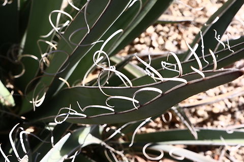Yucca baccata or Banana Yucca  Banana yucca,Geotagged,United States,Winter,Yucca baccata