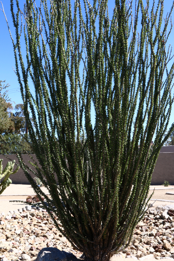 Fouquieria splendens or Ocotillo <figure class="photo"><a href="https://www.jungledragon.com/image/130893/fouquieria_splendens_or_ocotillo_branch.html" title="Fouquieria splendens or Ocotillo branch"><img src="https://s3.amazonaws.com/media.jungledragon.com/images/5803/130893_thumb.jpeg?AWSAccessKeyId=05GMT0V3GWVNE7GGM1R2&Expires=1769040010&Signature=Iu2vCzYNid7%2FloWadkOBxE4vCUk%3D" width="102" height="152" alt="Fouquieria splendens or Ocotillo branch  Fouquieria splendens,Geotagged,United States,Winter" /></a></figure> Fouquieria splendens,Geotagged,United States,Winter