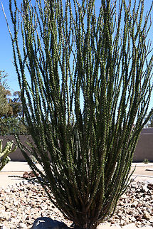 Fouquieria splendens or Ocotillo https://www.jungledragon.com/image/130893/fouquieria_splendens_or_ocotillo_branch.html Fouquieria splendens,Geotagged,United States,Winter