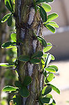 Fouquieria splendens or Ocotillo branch  Fouquieria splendens,Geotagged,United States,Winter