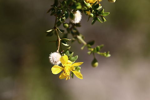 Larrea tridentata or Creosote flower and seed When it rains in the desert creosote gives off a unique, fresh, smell that is a result of several compounds but mostly terpene (a compound found in pines), limonene (citrus), camphor (pines and rosemary), methanol (wood alcohol), and 2-undecanone (spices). It makes the desert smell clean and wonderful.
https://www.jungledragon.com/image/130927/larrea_tridentata_or_creosote_seed.html Creosote bush,Geotagged,Larrea tridentata,United States,Winter