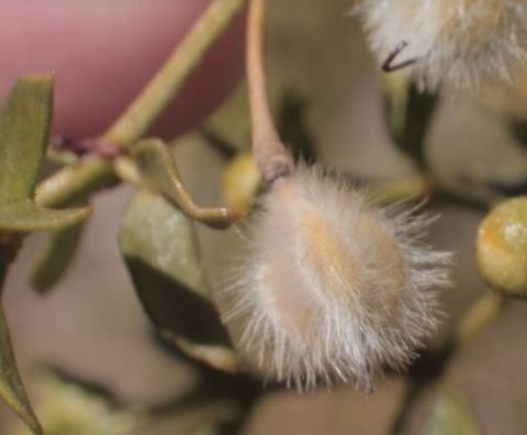 Larrea tridentata or Creosote seed  Creosote bush,Geotagged,Larrea tridentata,United States,Winter