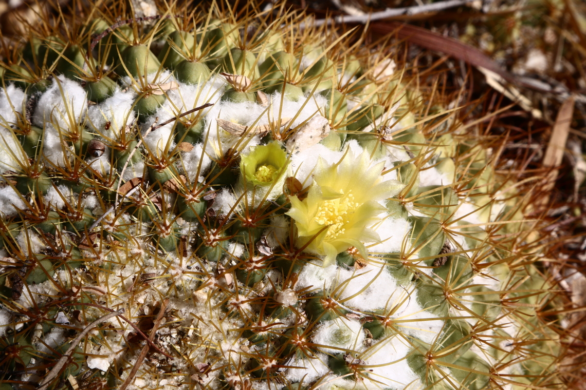 Mammillaria canelensis or Pincushion Cactus Synonym(s): Mammillaria bellacantha, Mammillaria standleyi<br />
<figure class="photo"><a href="https://www.jungledragon.com/image/130930/mammillaria_canelensis_or_pincushion_cactus.html" title="Mammillaria canelensis or Pincushion Cactus"><img src="https://s3.amazonaws.com/media.jungledragon.com/images/5803/130930_thumb.JPG?AWSAccessKeyId=05GMT0V3GWVNE7GGM1R2&Expires=1770854410&Signature=CqZnlTOThG5VOyVwpcu5Ywv367g%3D" width="200" height="134" alt="Mammillaria canelensis or Pincushion Cactus  Geotagged,Mammillaria canelensis,United States,Winter" /></a></figure> Geotagged,Mammillaria canelensis,United States,Winter