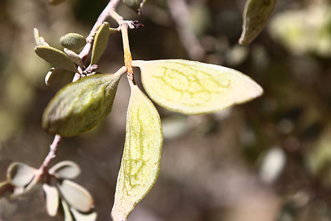 Acacia craspedocarpa or Leather Leaf Acacia https://www.jungledragon.com/image/164957/leather_leaf_acacia_flower_or_acacia_craspedocarpa.html Acacia craspedocarpa,Geotagged,Hop mulga,United States,Winter