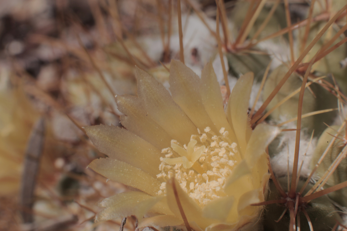 Mammillaria canelensis or Pincushion Cactus  Geotagged,Mammillaria canelensis,United States,Winter
