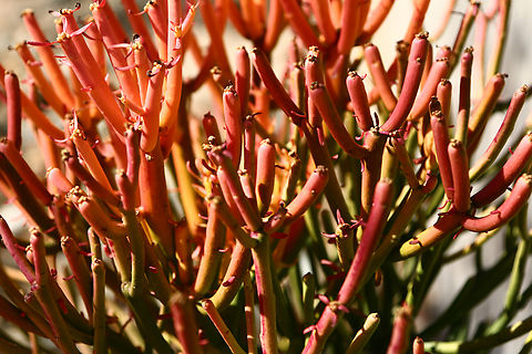 Euphorbia tirucalli or Fire Sticks  Euphorbia tirucalli,Firestick plants,Geotagged,United States,Winter