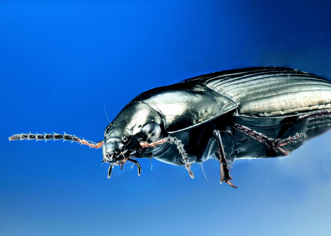 Possibly Amara aenea or ground beetle called common sun beetle Acquired from dealer who sourced from Ukraine and Madagascar<br />
<figure class="photo"><a href="https://www.jungledragon.com/image/131141/possibly_amara_aenea_or_ground_beetled_called_common_sun_beetle.html" title="Possibly Amara aenea or ground beetled called common sun beetle"><img src="https://s3.amazonaws.com/media.jungledragon.com/images/5803/131141_thumb.jpg?AWSAccessKeyId=05GMT0V3GWVNE7GGM1R2&Expires=1770854410&Signature=Fsv9evHHV0F36nJDc1GBoEl2jZ0%3D" width="200" height="134" alt="Possibly Amara aenea or ground beetled called common sun beetle 1mm in length Amara aenea,Common Sun Beetle,Geotagged,United States" /></a></figure> Amara aenea,Common Sun Beetle,Geotagged,United States