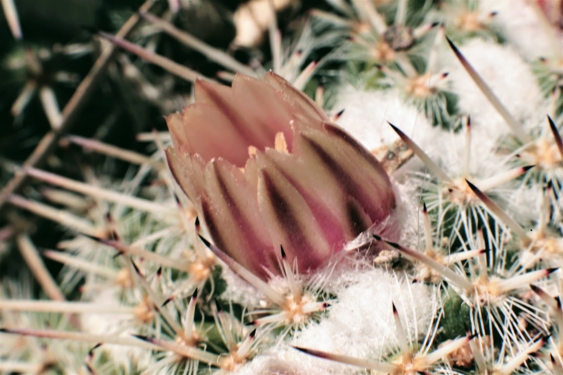 Mammillaria parkinsonii or Owl's Eyes <figure class="photo"><a href="https://www.jungledragon.com/image/131138/mammillaria_perkinsonii_or_owls_eyes.html" title="Mammillaria perkinsonii or Owls Eyes"><img src="https://s3.amazonaws.com/media.jungledragon.com/images/5803/131138_thumb.JPG?AWSAccessKeyId=05GMT0V3GWVNE7GGM1R2&Expires=1770854410&Signature=D0dW0YX7hNwvygyaCRq0BP70xHg%3D" width="200" height="134" alt="Mammillaria perkinsonii or Owls Eyes  Geotagged,Mammillaria parkinsonii,Mammillaria perkinsonii,United States" /></a></figure> Geotagged,Mammillaria parkinsonii,Mammillaria perkinsonii,United States