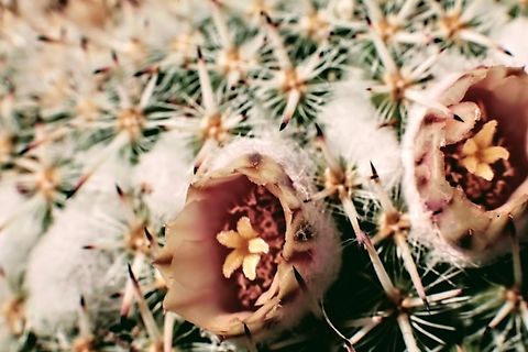 Mammillaria perkinsonii or Owls Eyes  Geotagged,Mammillaria parkinsonii,Mammillaria perkinsonii,United States
