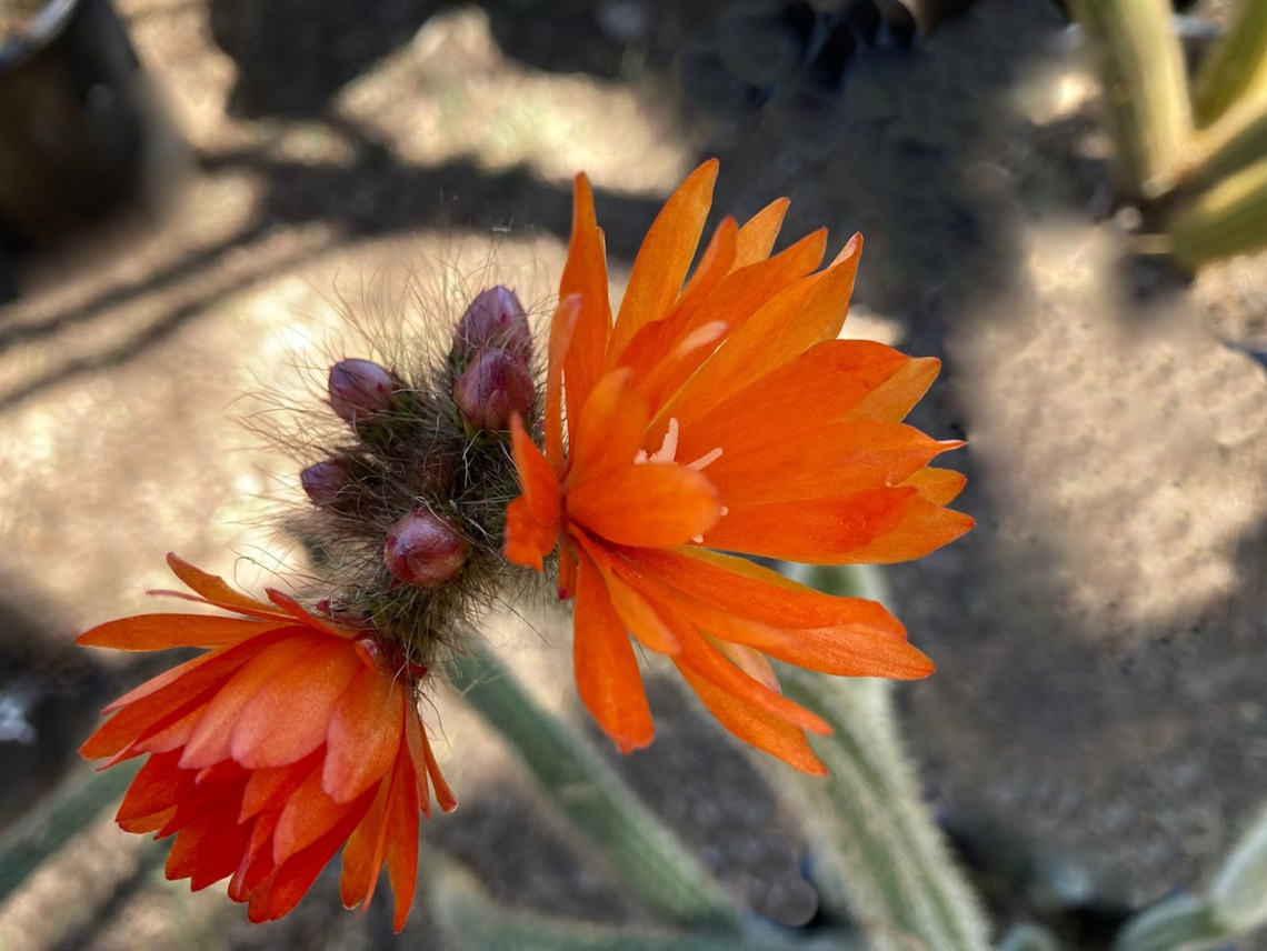 Corrvocactus erectus or Red Hot Chili Poker Cultivated. Slender cactus &quot;finders&quot; arise from a clump to 8 inches tall, bearing brilliant orange red flowers at the tips almost year-round. Full son, Hardy to mid 20s. Waterwisebotanicals.com Corrvocactus erectus,Corryocactus  erectus,Geotagged,United States