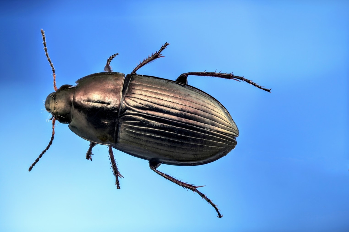 Possibly Amara aenea or ground beetled called common sun beetle 1mm in length Amara aenea,Common Sun Beetle,Geotagged,United States