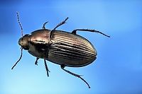 Possibly Amara aenea or ground beetled called common sun beetle 1mm in length Amara aenea,Common Sun Beetle,Geotagged,United States