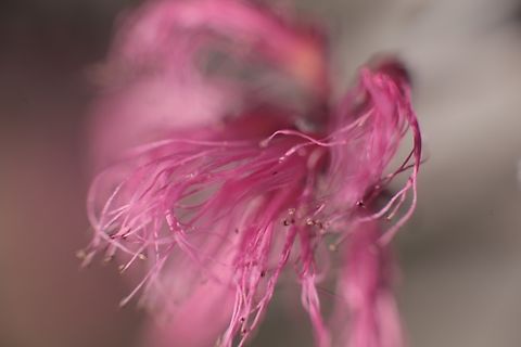 Calliandra eriophylla or Fairy Duster  Calliandra eriophylla,Fairy duster,Geotagged,United States