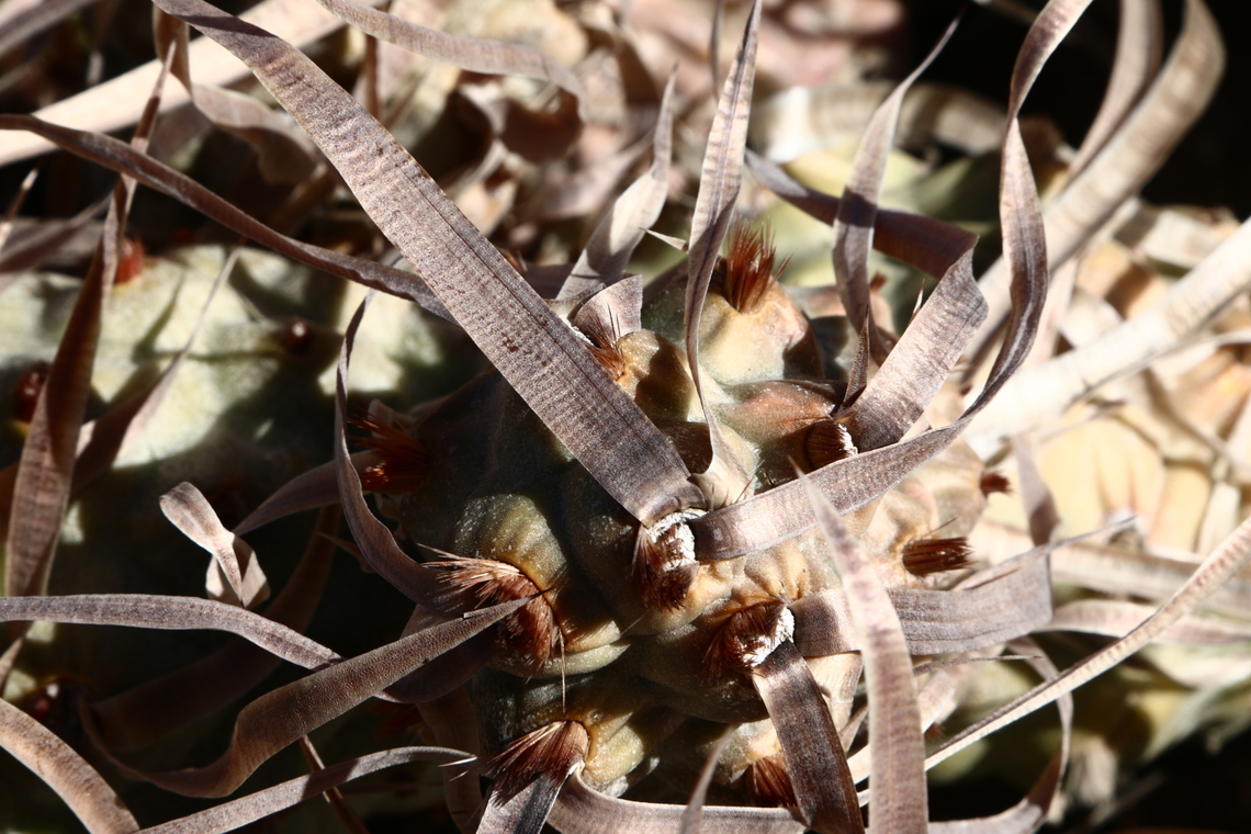 Tephrocactus articulatus var. papyracanthus or Paper Spine Cactus <figure class="photo"><a href="https://www.jungledragon.com/image/131395/tephrocactus_articulatus_var._papyracanthus_or_paper_spine_cactus_or_paper-spined_cholla.html" title="Tephrocactus articulatus var. papyracanthus or Paper Spine Cactus or Paper-Spined Cholla"><img src="https://s3.amazonaws.com/media.jungledragon.com/images/5803/131395_thumb.JPG?AWSAccessKeyId=05GMT0V3GWVNE7GGM1R2&Expires=1770854410&Signature=mdFZVXfXXGUKwP3m2XMpt9Psas8%3D" width="200" height="134" alt="Tephrocactus articulatus var. papyracanthus or Paper Spine Cactus or Paper-Spined Cholla Slow growing cactus has segmented stems with soft flat paper like spines. Grows up to 12 inches tall. The small segments are pinecone shaped, attached loosely and fall off easily. Geotagged,Paper-Spined Cholla,Tephrocactus articulatus,United States,Winter" /></a></figure><br />
This is a slow-growing bushy cactus with segmented stems that have a soft, flat paper-like spine. Segments are pinecone-shaped, attached loosely and fall off easily.<br />
Synonyms:Tephrocactus papyracanthus, Opuntia papyracantha Geotagged,Paper-Spined Cholla,Tephrocactus articulatus,United States,Winter