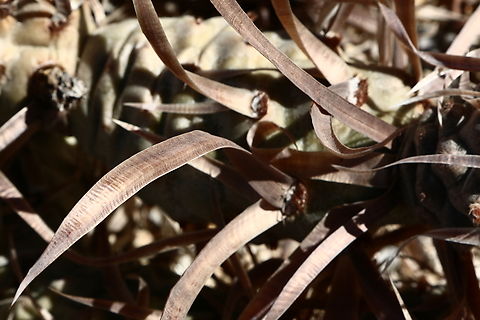 Tephrocactus articulatus var. papyracanthus or Paper Spine Cactus or Paper-Spined Cholla Slow growing cactus has segmented stems with soft flat paper like spines. Grows up to 12 inches tall. The small segments are pinecone shaped, attached loosely and fall off easily. Geotagged,Paper-Spined Cholla,Tephrocactus articulatus,United States,Winter