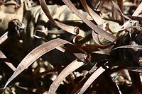 Tephrocactus articulatus var. papyracanthus or Paper Spine Cactus or Paper-Spined Cholla Slow growing cactus has segmented stems with soft flat paper like spines. Grows up to 12 inches tall. The small segments are pinecone shaped, attached loosely and fall off easily. Geotagged,Paper-Spined Cholla,Tephrocactus articulatus,United States,Winter