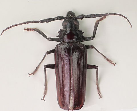 Derobrachus germinatus or Palo Verde Root Boring beetle The Palo Verde Root Borer gets its name because of the roots it eats. As grubs they like the roots of trees and bushes particularly the Palo Verde roots, hence their name.  They also eat citrus, mulberry, and elm trees. They can survive for long periods of time without much food at all.

These black and brown beetles reach about 6-9 cm.  They have long antennae. with hard shell exoskeletons.

In the early evening they fly looking for a mate. They then lay their eggs in the soil around a plant. Once these eggs hatch into grubs, they live in the ground for as long as 3 years before ever coming to the surface living off the juices of the plant root. 

Motorcycle riders beware. Getting hit in the face  by one of these (they are attracted to lights) at 50 miles per hour can cause some damage.
Found this one under my front porch light.

 Derobrachus geminatus,Derobrachus germinatus,Geotagged,United States,Winter