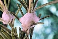 Possibly Notozulia entreriana or spittlebug nymph in a Rosmarinus officinalis or Tuscan Blue Rosemary plant Functions of the bitter-tasting (who tasted this?) foam may include: 1. Protection from predators 2. high humidity microclimate 3. UV light protection 4. Perhaps some antimicrobial properties.  <br />
A spittlebug will extend the tip of its abdomen outside the foam like a snorkel to get needed oxygen while hiding in its “bubble wrap” tent. If threatened by a predator, the spittlebug will pop several tiny bubbles, combining them into one super-bubble large enough to provide a temporary supply of oxygen while they stay out of sight. <br />
https://www.jungledragon.com/image/131947/possibly_notozulia_entreriana_spittlebug_nymph_in_the_family_aphrophoridae.html<br />
https://vimeo.com/694392935<br />
I'm forever blowing bubbles. Geotagged,Meadow Froghopper,Notozulia entreriana,Philaenus spumarius,Spittlebug Notozulia entreriana,United States,Winter