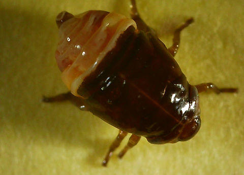 Possibly Notozulia entreriana spittlebug nymph in the family Aphrophoridae Immature spittlebugs and froghoppers — the nymphs  surround themselves with small foamy masses that resemble spittle.  Usually pale yellow, green, or tan, wingless, soft, wet-looking little bugs.
https://www.jungledragon.com/image/131946/possibly_notozulia_entreriana_or_spittlebug_nymph_in_a_rosmarinus_officinalis_or_tuscan_blue_rosemary_plant.html
 Geotagged,United States