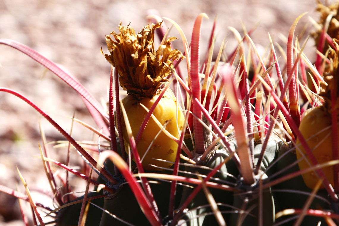 Ferocactus wislizeni or Arizona barrel cactus Barrel cactus that bloom in the spring develop small fruits resembling pineapples. The flesh is tart with a lemon flavor.<br />
<figure class="photo"><a href="https://www.jungledragon.com/image/132053/ferocactus_wislizeni_or_arizona_barrel_cactus_with_fruit.html" title="Ferocactus wislizeni or Arizona barrel cactus with fruit"><img src="https://s3.amazonaws.com/media.jungledragon.com/images/5803/132053_thumb.JPG?AWSAccessKeyId=05GMT0V3GWVNE7GGM1R2&Expires=1770854410&Signature=ema8J03AcRKWRr2mMD2VxFAtgcE%3D" width="200" height="156" alt="Ferocactus wislizeni or Arizona barrel cactus with fruit  Ferocactus wislizeni,Fishhook barrel cactus,Geotagged,Spring,United States" /></a></figure> Ferocactus wislizeni,Fishhook barrel cactus,Geotagged,Spring,United States