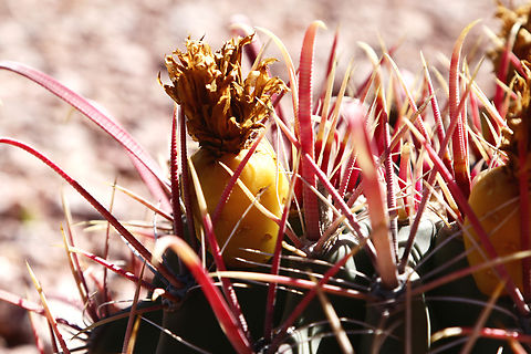 Ferocactus wislizeni or Arizona barrel cactus Barrel cactus that bloom in the spring develop small fruits resembling pineapples. The flesh is tart with a lemon flavor.
https://www.jungledragon.com/image/132053/ferocactus_wislizeni_or_arizona_barrel_cactus_with_fruit.html Ferocactus wislizeni,Fishhook barrel cactus,Geotagged,Spring,United States