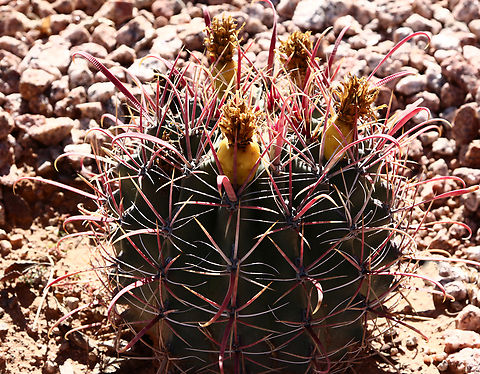 Ferocactus wislizeni or Arizona barrel cactus with fruit  Ferocactus wislizeni,Fishhook barrel cactus,Geotagged,Spring,United States