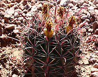 Ferocactus wislizeni or Arizona barrel cactus with fruit  Ferocactus wislizeni,Fishhook barrel cactus,Geotagged,Spring,United States