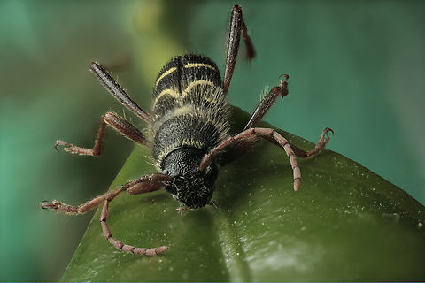 Clytus arietis or Wasp beetle https://www.jungledragon.com/image/132301/clytus_arietis_or_wasp_beetle.html
Imaged in Arizona but from an acquired collection, with origin of species from Ukraine or Madagascar. Clytus arietis,Geotagged,Spring,United States,Wasp beetle