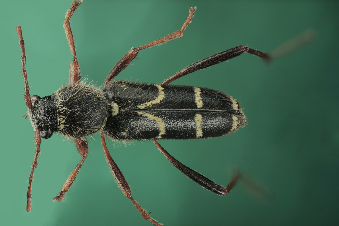 Clytus arietis or Wasp beetle <figure class="photo"><a href="https://www.jungledragon.com/image/132299/clytus_arietis_or_wasp_beetle.html" title="Clytus arietis or Wasp beetle"><img src="https://s3.amazonaws.com/media.jungledragon.com/images/5803/132299_thumb.jpeg?AWSAccessKeyId=05GMT0V3GWVNE7GGM1R2&Expires=1767225610&Signature=40tHqWH%2BStk3QRZ0AlqJaiYUnmw%3D" width="200" height="134" alt="Clytus arietis or Wasp beetle https://www.jungledragon.com/image/132301/clytus_arietis_or_wasp_beetle.html<br />
Imaged in Arizona but from an acquired collection, with origin of species from Ukraine or Madagascar. Clytus arietis,Geotagged,Spring,United States,Wasp beetle" /></a></figure><br />
Imaged in Arizona but from an acquired collection with origin of species from Ukraine or Madagascar. Clytus arietis,Geotagged,Spring,United States,Wasp beetle