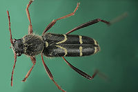 Clytus arietis or Wasp beetle https://www.jungledragon.com/image/132299/clytus_arietis_or_wasp_beetle.html<br />
Imaged in Arizona but from an acquired collection with origin of species from Ukraine or Madagascar. Clytus arietis,Geotagged,Spring,United States,Wasp beetle