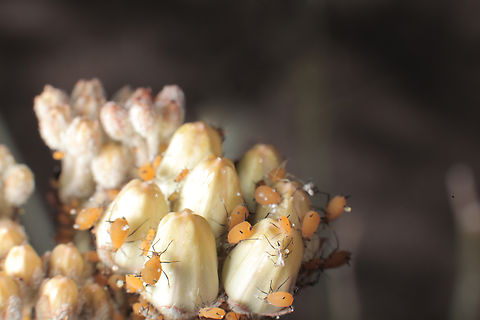 Asclepias subulata or Desert Milkweed infected with aphids This plant was more aphids than plant.
https://www.jungledragon.com/image/132330/asclepias_subulata_or_desert_milkweed_infested_with_aphids.html Asclepias subulata,Geotagged,United States,Winter