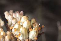 Asclepias subulata or Desert Milkweed infected with aphids This plant was more aphids than plant.<br />
https://www.jungledragon.com/image/132330/asclepias_subulata_or_desert_milkweed_infested_with_aphids.html Asclepias subulata,Geotagged,United States,Winter