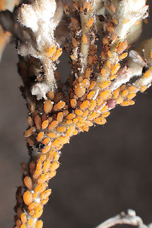 Asclepias subulata or Desert Milkweed infested with aphids https://www.jungledragon.com/image/132329/asclepias_subulata_or_desert_milkweed_infected_with_aphids.html Asclepias subulata,Geotagged,United States,Winter
