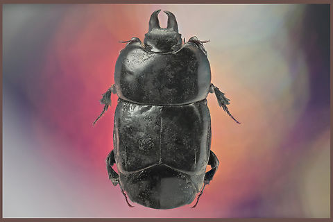 Clown beetle, Hololepta plana This is a very flat beetle.
https://www.jungledragon.com/image/132360/hololepta_plana_or_clown_beetle.html Geotagged,Hololepta plana,Spring,United States,beetle