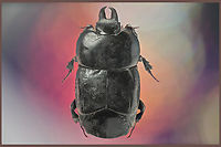 Clown beetle, Hololepta plana This is a very flat beetle.<br />
https://www.jungledragon.com/image/132360/hololepta_plana_or_clown_beetle.html Geotagged,Hololepta plana,Spring,United States,beetle