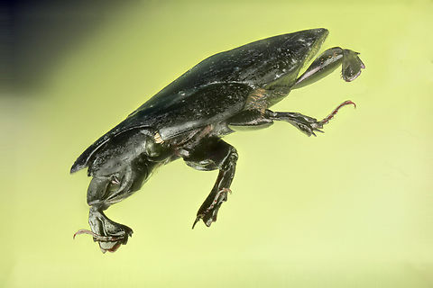 Hololepta plana or Clown beetle This beetle is very flat.
https://www.jungledragon.com/image/132359/hololepta_plana_or_clown_beetle.html Geotagged,Hololepta plana,Spring,United States