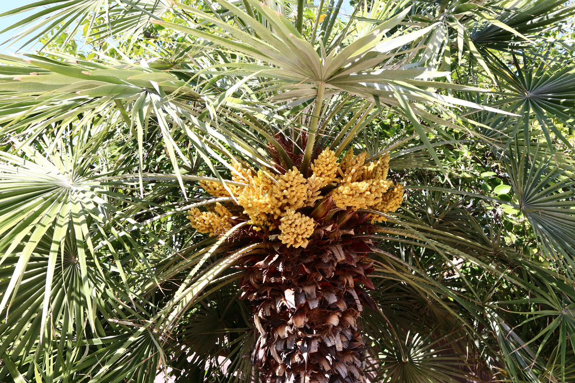 Chamaerops humilis or European Fan Palm with yellow flower pods <figure class="photo"><a href="https://www.jungledragon.com/image/132544/chamaerops_humilis_or_european_fan_palm_yellow_flower_pods.html" title="Chamaerops humilis or European Fan Palm yellow flower pods"><img src="https://s3.amazonaws.com/media.jungledragon.com/images/5803/132544_thumb.JPG?AWSAccessKeyId=05GMT0V3GWVNE7GGM1R2&Expires=1759968010&Signature=jSmIdDKE%2FLHKF34Mcjx8MW%2F396k%3D" width="200" height="150" alt="Chamaerops humilis or European Fan Palm yellow flower pods https://www.jungledragon.com/image/132543/chamaerops_humilis_or_european_fan_palm_with_yellow_flower_pods.html Chamaerops humilis,Geotagged,Mediterranean Fan Palm,Spring,United States" /></a></figure><br />
Flower pods full of yellow pollen. It covered my camera and hand during the photo. Chamaerops humilis,Geotagged,Mediterranean Fan Palm,Spring,United States