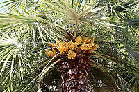 Chamaerops humilis or European Fan Palm with yellow flower pods https://www.jungledragon.com/image/132544/chamaerops_humilis_or_european_fan_palm_yellow_flower_pods.html<br />
Flower pods full of yellow pollen. It covered my camera and hand during the photo. Chamaerops humilis,Geotagged,Mediterranean Fan Palm,Spring,United States