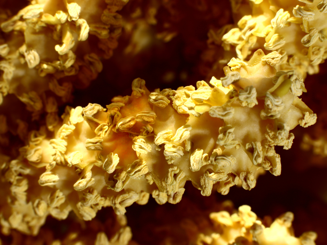 Chamaerops humilis or European Fan Palm yellow flower pods <figure class="photo"><a href="https://www.jungledragon.com/image/132543/chamaerops_humilis_or_european_fan_palm_with_yellow_flower_pods.html" title="Chamaerops humilis or European Fan Palm with yellow flower pods"><img src="https://s3.amazonaws.com/media.jungledragon.com/images/5803/132543_thumb.JPG?AWSAccessKeyId=05GMT0V3GWVNE7GGM1R2&Expires=1769040010&Signature=bcurq1sUR9IFaaDhAuhDOHxwhWI%3D" width="200" height="134" alt="Chamaerops humilis or European Fan Palm with yellow flower pods https://www.jungledragon.com/image/132544/chamaerops_humilis_or_european_fan_palm_yellow_flower_pods.html<br />
Flower pods full of yellow pollen. It covered my camera and hand during the photo. Chamaerops humilis,Geotagged,Mediterranean Fan Palm,Spring,United States" /></a></figure> Chamaerops humilis,Geotagged,Mediterranean Fan Palm,Spring,United States