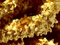 Chamaerops humilis or European Fan Palm yellow flower pods https://www.jungledragon.com/image/132543/chamaerops_humilis_or_european_fan_palm_with_yellow_flower_pods.html Chamaerops humilis,Geotagged,Mediterranean Fan Palm,Spring,United States